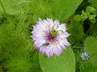 Nigella damascena.webp Nigella damascena.webp