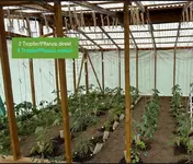 Tomatenhaus-A_Tubi_Tropfbewässerung.webp Tomatenhaus-A_Tubi_Tropfbewässerung.webp