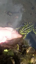 Zahmer Frosch.webp