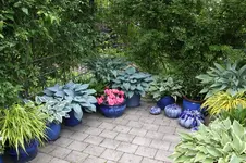 Hosta         0626.webp