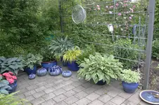 Hosta         0726.webp