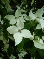 DSC08725.webp
