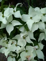 DSC08727.webp