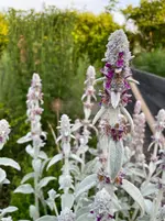 IMG_0433.webp