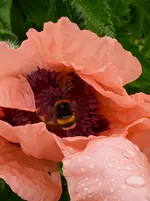 IMG_20260609_075556_1.webp