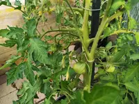 IMG_20260609_075429.webp