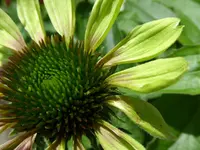 Green Twister.webp