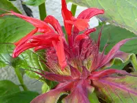 Monarda didyma.webp