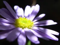 Blaues Gänseblümchen.webp