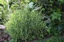 Lavendel 0126.webp