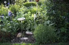 Lavendel 0226.webp