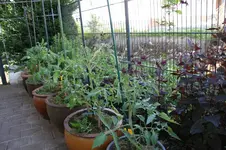 Tomaten    0826.webp