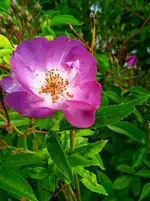 IMG_20260611_080532_1.webp
