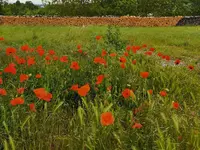 IMG_20260516_164746.webp
