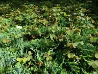 Teppichwacholder (3).webp