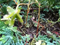 Teppich (1).webp