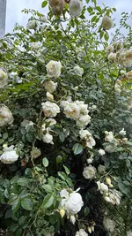 IMG_8816.webp