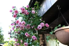 Juni          1726.webp
