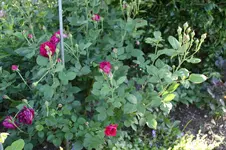Juni          1826.webp