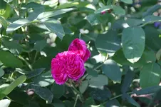 Juni          2326.webp