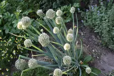 Juni          2726.webp