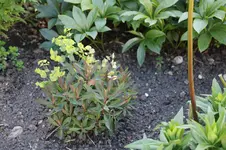 Juni          3026.webp