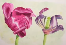 2026MTulpe7.webp