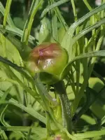 2026Cosmea2.webp