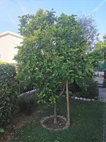 IMG_20260616_084134.webp