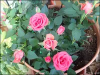 c059.webp
