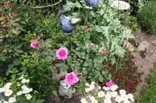 Juni          3226.webp