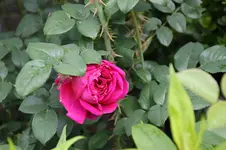 Juni          3626.webp