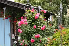 Juni          3826.webp