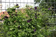 Juni          4126.webp