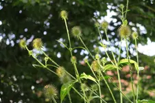 Wollige Karde 0320.webp