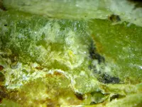 17.webp