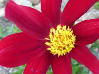 Mexican Star.webp