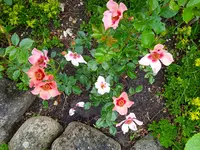 IMG_20260616_132533.webp