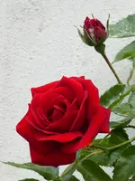 P1010134.webp