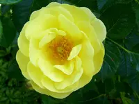 Tantau - Bienenweide Gelb.webp