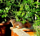 Eichhörnchen Baby frisst Rosenknospen.webp