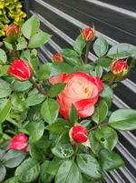 20260616_115520.webp