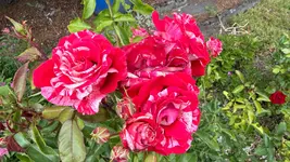 IMG_8867.webp