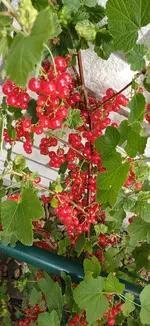20260619_091856.webp