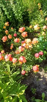 20260619_095708.webp