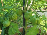 IMG_20260619_153704.webp