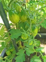 IMG_20260619_153730.webp
