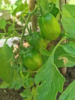 IMG_20260619_153747.webp