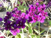 Verbena x hybrida.webp Verbena x hybrida.webp