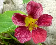 066.webp 066.webp